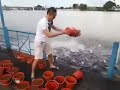 the man feeding billions of fish