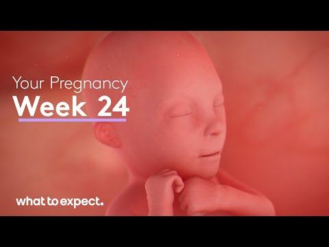 How big should you be at 24 weeks?