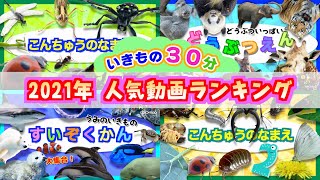 【30分連続再生 生き物アニメ】2021年人気動画まとめ★昆虫 虫 動物園 の 動物たち 水族館 の 海の生き物 魚 たちを全部まとめて楽しもう！【子供向け】