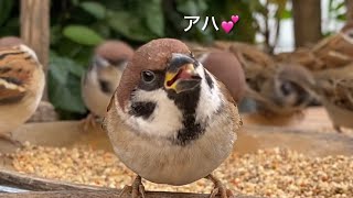 上が気になるスズメ🐤　#sparrow #birdfeeder#スズメ#すずめ#雀