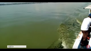 Нестерпний сморід та зелена вода: чому Чорне море в Одесі змінило колір