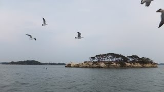 ペットと旅行 犬と観光　日本三景松島