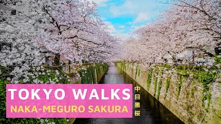 【4K】Tokyo Walks - Naka-Meguro Sakura - 中目黒 - Meguro, Tokyo, Japan - 2020 - 東京目黒川