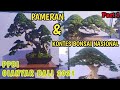 Kontes Dan Pameran Bonsai Tingkat Nasional Di Gianyar Bali 2021.