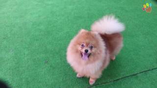 Pomeranian yavrumuz  Patrick