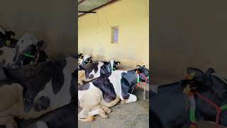 Hamari Takat 💪🏻🔥|| Abhay Pawale Dairyfarm 🔝👑|| #dairyfarm #shorts