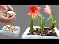 Unique amaryllidacea red lily plant ideas and great ending | Growing amaryllidacea