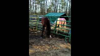 Mystic ( 29) and rebus (17) ( davenport arabian stallions ) after a few discussions