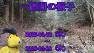 一週間の様子（2025-01-22～2025-01-29）