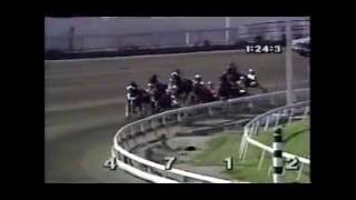 1989 Meadowlands MATTS SCOOTER U S  Pacing Championship