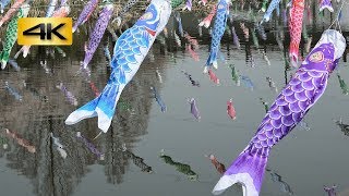 世界一・館林さくらとこいのぼりの里まつり ~2018年3月29日~ Guinness World Records, Cherry Blossom : つつじが岡公園 (群馬県館林市) : 4K