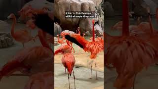 Flamingo 🦩 video | Hans ki video | Hans ke bachhe |flamingo facts #animals #birds #wildlife