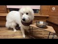 ダイパとママの休日過ごす　グレートピレニーズ　great pyrenees greatpyrenees グレートピレニーズ 犬のいる暮らし 休日 超大型犬 pets