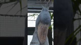 ハシビロコウのクラッタリング！#shorts #shoebill #ハシビロコウ