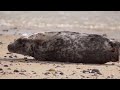 skagerrak europe s unique marine animal habitat free documentary nature