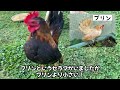 【鶏飼育】お父さんとヒヨコの隠れた行動が仲睦まじい【沖縄田舎暮らし】