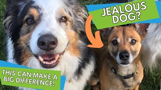 Jealous Dog? Make a BIG difference by doing this!