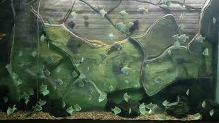 Fish flocking reference || Fish flocking behavior