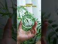 看看冬日暖阳！我把春天捧在你面前 高冰玻水草花 一眼万年！ 翡翠 翡翠手镯 翡翠手鐲 緬甸玉 天然翡翠 緬甸翡翠 缅甸翡翠 翡翠玉 翡翠玉石