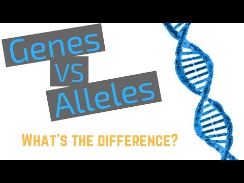 When the alleles are the same?