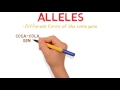 genes vs alleles