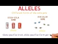 genes vs alleles