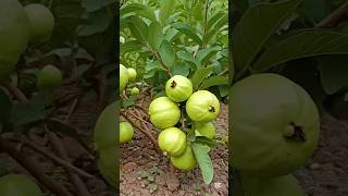 How to plant and grow Guava fruits #fruit #guava #agriculture #farming #food #creative