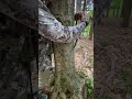 how to lock your tactacam reveal x camera to a tree using a lock box and cable. start to finish