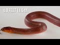 The RAREST SNAKES In The World  PART 2 🐍