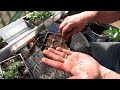 how and when to start lavender indoors takes a long time to germinate the rusted garden 2014