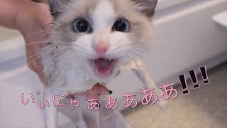 初めてのお風呂でギャン泣きしちゃった子猫