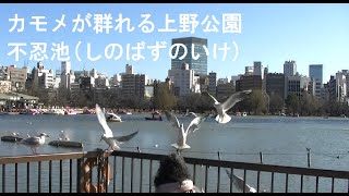 不忍池探索～上野公園～