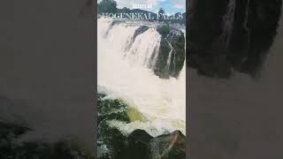 Experience the Majestic Beauty of Hogenakkal Falls! #ViralVideo #Waterfall #Dangerous #Hogenakkal