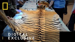 Trafficking Illegal Tiger Parts | Trafficked with Mariana van Zeller | National Geographic UK