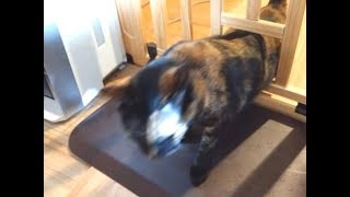 動物 癒し 猫トイレと子どもを隔てるゲートをDIY　果たして猫は通れるか