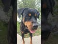 highlight 2 44 7 44 from rottweiler dog heart channel is live shortsfeed