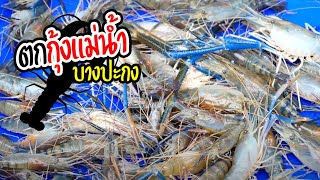 ตกกุ้งแม่น้ำ รอบนี้โดนตัวใหญ่ | เด็กตกปลา