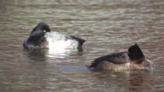 野鳥撮影・ コスズガモ　Lesser Scaup