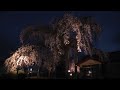 権現堂しだれ桜 上山市