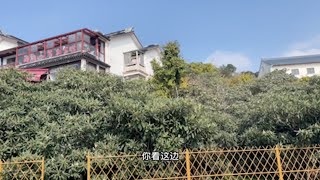 太湖西山岛，明月湾古村，到处都是果树！景色宜人！