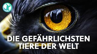 2+ Stunden einzigartige Tiere Doku zum Einschlafen