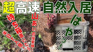 ニホンミツバチ 超高速 自然入居 待ち箱置いたら半日で入居　和歌山県紀の川市