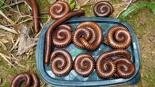 Exploring, Searching \u0026 Captured Mountain Creatures Millipede And Other Poison Animals In Forest