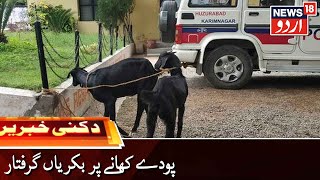 Deccani Khabarein | Goats ‘Arrested' For Grazing On Saplings | پودے کھانے پر بکریاں گرفتار