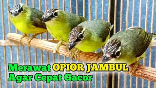 Perawatan Opior Jambul Agar Cepat Gacor.!!!