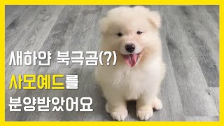 북극곰 같은 새하얀 아기 강아지 분양받았어요!! ㅣ사모예드(Samoyed)