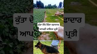 ਕੁੱਤਾ ਦੇਖੋ ਕਿੰਨਾ ਵਫਾਦਾਰ ਆਪਣੀ ਮਾਲਿਕ ਪ੍ਰਤੀ #chobecgie #dogs #germanshepherd #puthepange #facts #punjab