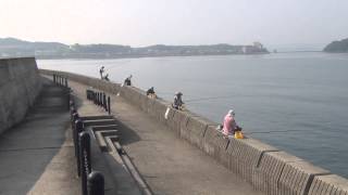 本日の田辺芳養（はや）外湾の様子