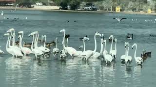 Stunning Flamingos 🦩🦩 in Beautiful Lake HD | Majestic Birds in Nature #Flamingos #Wildlife #Nature