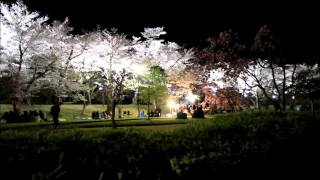 ライトアップされた豊田市水源公園桜まつりの風景　 CANON EOS M動画